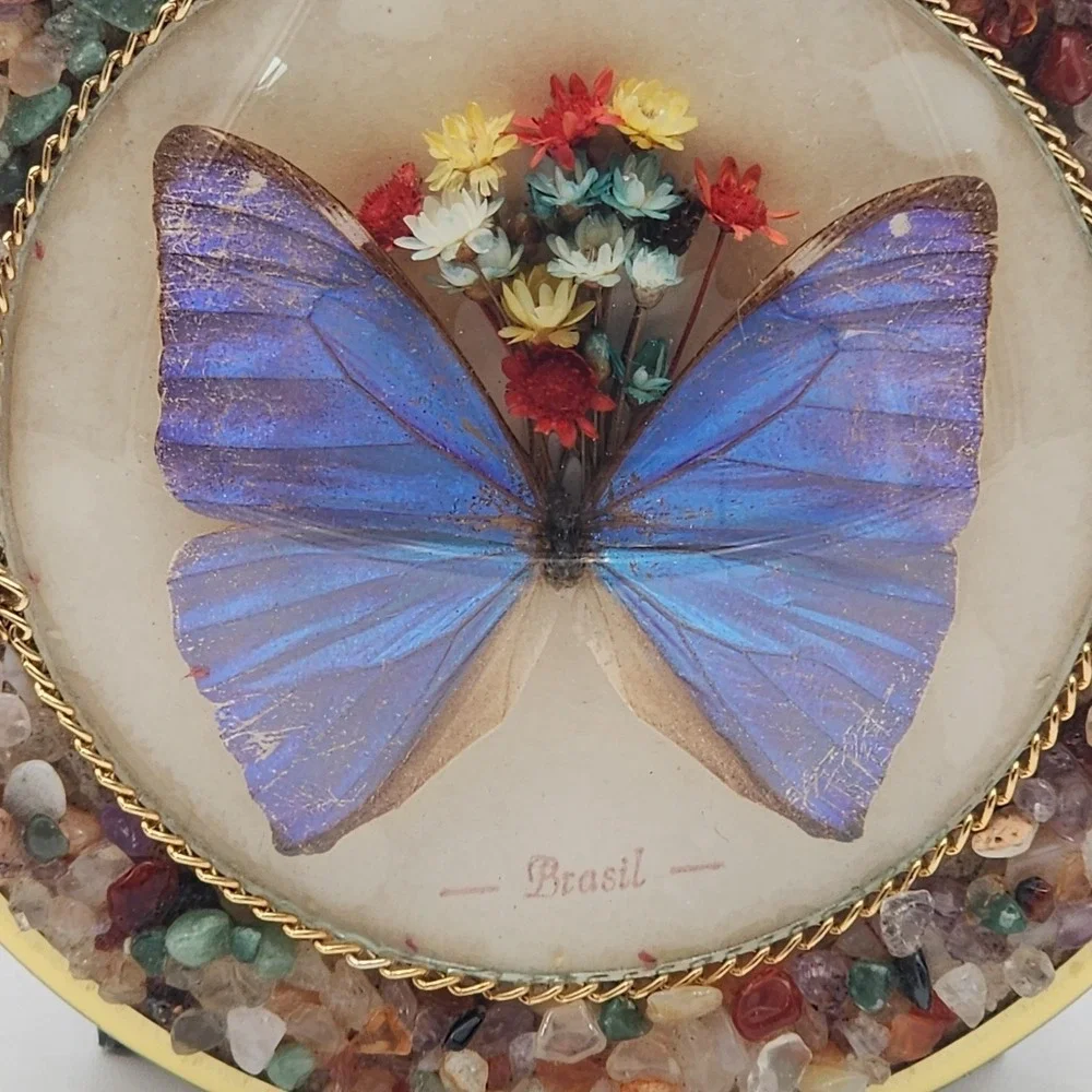 Brasil Butterfly Taxidermy Dried Flowers Wall Glass Bubble Convex Gemstone Frame